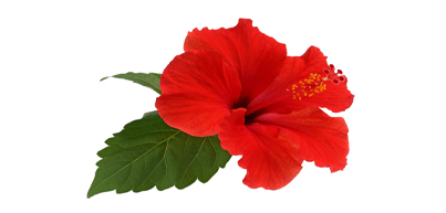 L’HIBISCUS